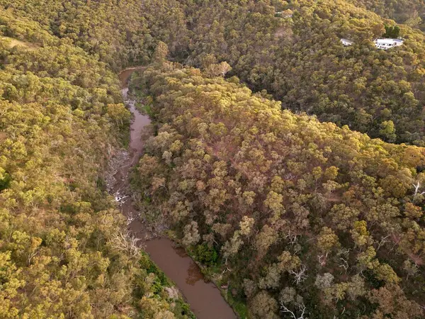 Воздушный Снимок Поля Кремовых Тонах Высокими Деревьями — стоковое фото