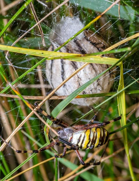 Pystysuora Lähikuva Argiope Hämähäkki Argiope Bruennichi Kanssa Kotelo Vihreää Ruohoa — kuvapankkivalokuva