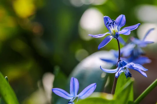 Close Belas Flores Squill Siberiano Roxo Azul Folhas Verdes Fundo — Fotografia de Stock