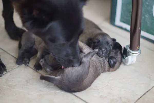 かわいい新生児の茶色の子犬が眠っている — ストック写真