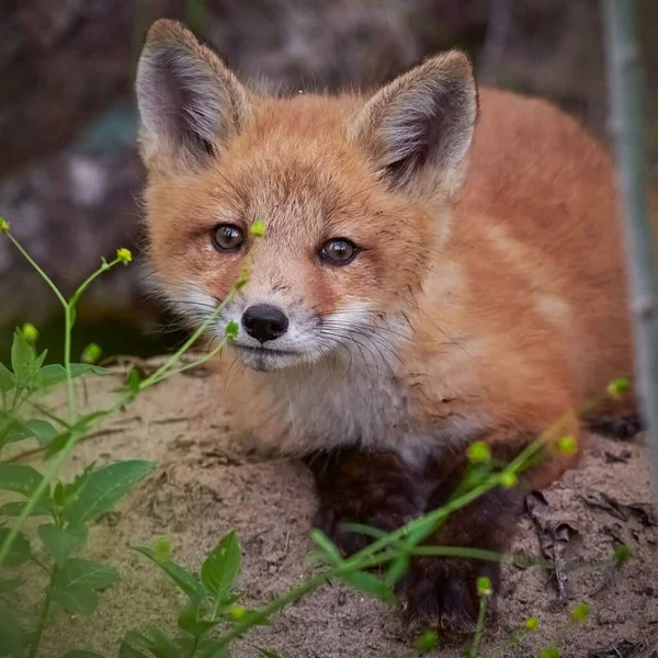 Detailní Záběr Roztomilé Nadýchané Dítě Červené Lišky Lese — Stock fotografie