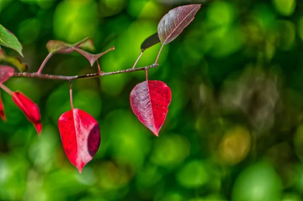 Eine Nahaufnahme Roter Herbstblätter Auf Verschwommenem Hintergrund — Stockfoto
