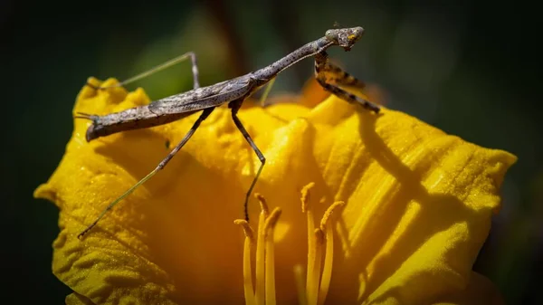 Makroaufnahme Eines Käfers Der Auf Einer Gelben Blume Sonnenlicht Sitzt — Stockfoto