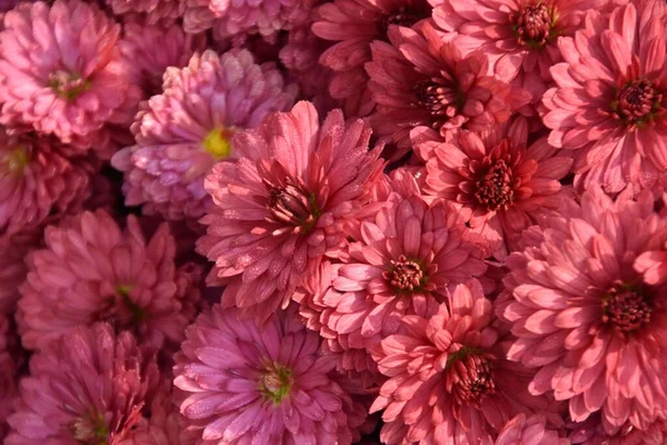 Close Uma Coleção Belas Flores Cor Rosa Encontradas Sob Luz — Fotografia de Stock