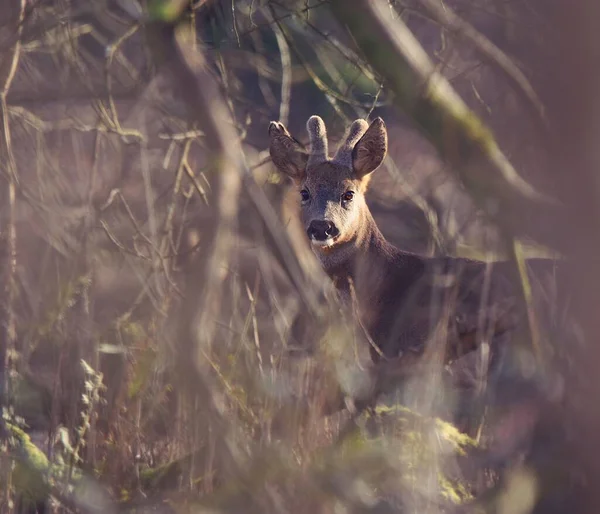 Young Deer Wilderness — Stockfoto