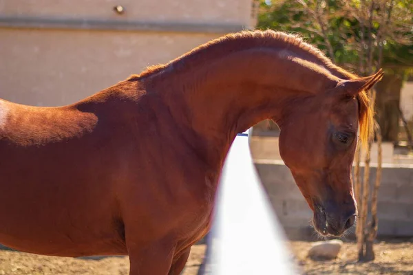 Primo Piano Cavallo Arabo Bruno Una Stalla Una Fattoria Appoggiando — Foto Stock