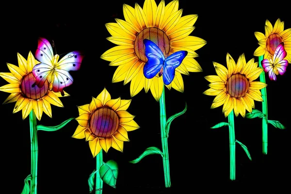 Die Glühenden Schmetterlinge Und Sonnenblumen Beim Nächtlichen Glowild Event Kansas — Stockfoto