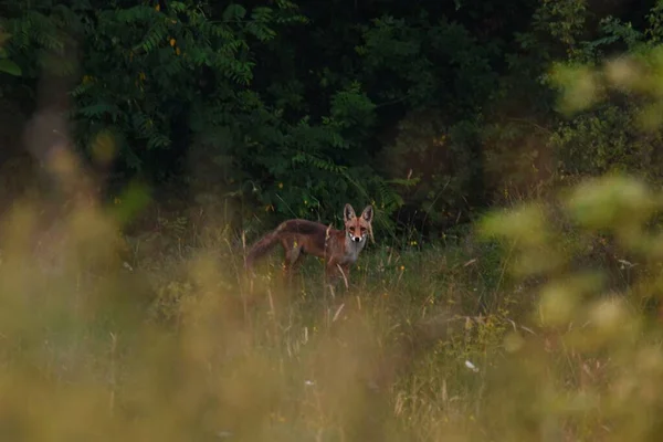 Ein Fuchs Steht Wald — Stockfoto