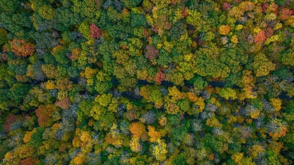 鮮やかな色の木がある秋の森林地帯の空中写真 — ストック写真