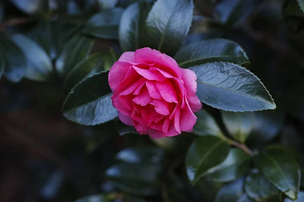 Primer Plano Una Rosa Rosa Brillante Con Hojas Brillantes Arbusto — Foto de Stock