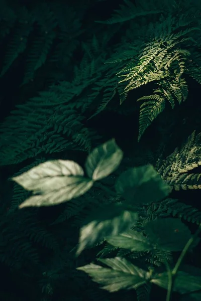 Egy Függőleges Lövés Zöld Levelek Növények Egy Erdőben — Stock Fotó
