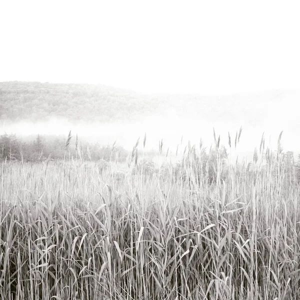 草の長い霧の牧草地のグレースケール — ストック写真