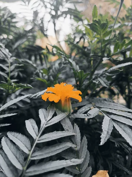 Eine Vertikale Aufnahme Der Tagetes Erecta Orangenblüte — Stockfoto