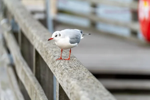 Seagull Standing Dock Fence Baltic Sea — Stock Photo, Image