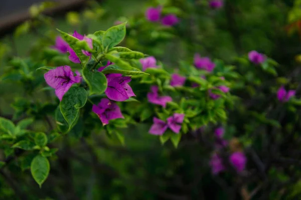Szép Lila Bougainvillea Glabra Virágok Bokorban — Stock Fotó