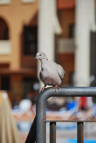 Eine Vertikale Aufnahme Einer Kleinen Taube Die Auf Einem Rohr — Stockfoto