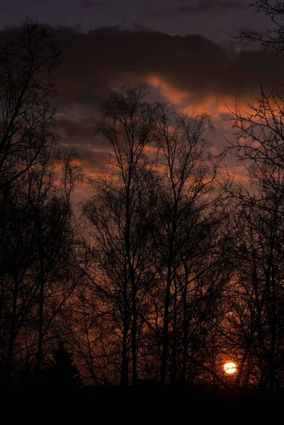 Gün Batımında Bulutlu Gökyüzüne Karşı Uzun Yapraksız Ağaçların Silueti Dikey — Stok fotoğraf