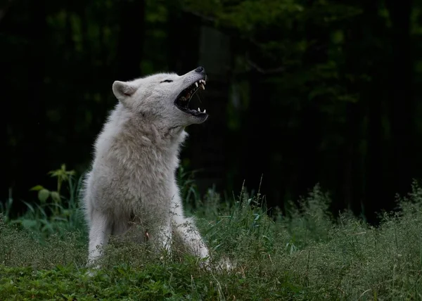 北冰洋狐狸吼叫的特写 坐在森林的绿草中 — 图库照片