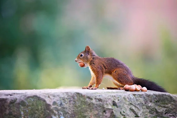 Closeup Shot Red Squirrel Eating Rock Forest Sunny Day — Stock Photo, Image