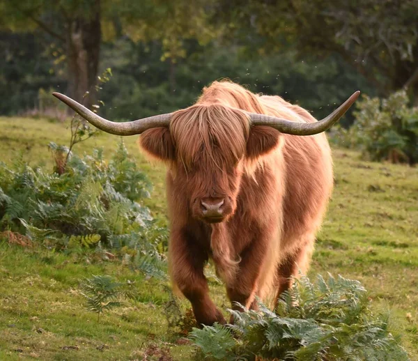 Nahaufnahme Eines Highland Viehs Auf Einer Wiese Einem Wald — Stockfoto