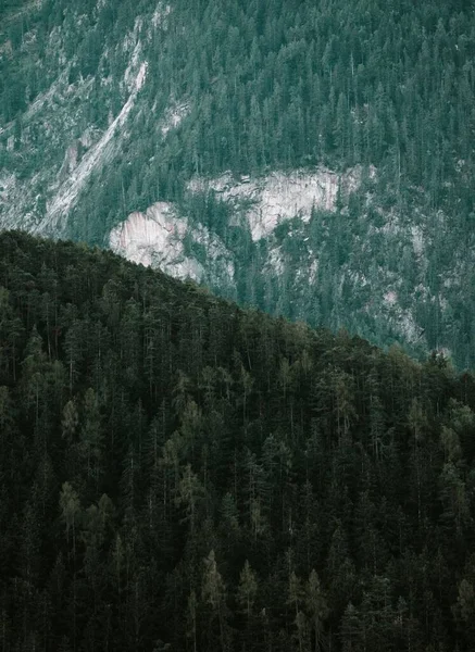 Vue Aérienne Verticale Forêts Denses Arbres Sempervirents Sur Flanc Montagne — Photo
