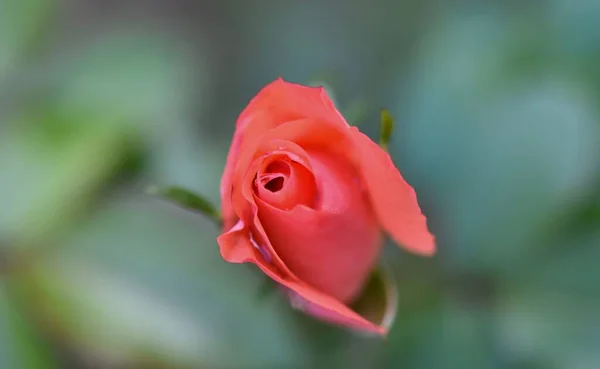 Ett Mjukt Fokus Vacker Rosa Rosenknopp Trädgård — Stockfoto
