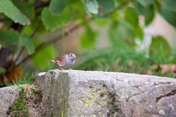 Pequeno Pássaro Bonito Dunnock Pousou Pedra Durante Dia — Fotografia de Stock
