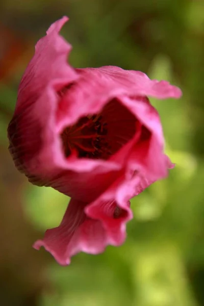 Piękne Ujęcie Różowego Maku Opium Rosnącego Polu — Zdjęcie stockowe