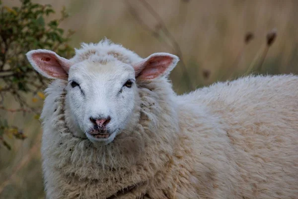 在自然环境中捕获的毛茸茸的德文郡羊毛羊的特写镜头 — 图库照片