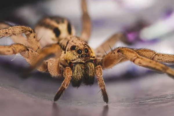 Ένα Κοντινό Πλάνο Μιας Τρομακτικής Αράχνης Λύκου Hogna Radiata Πολλά — Φωτογραφία Αρχείου