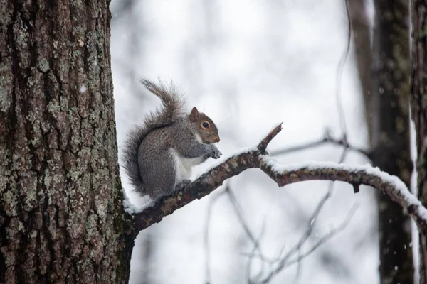 在下雪天 一只东方灰松鼠站在树枝上的特写画面 — 图库照片
