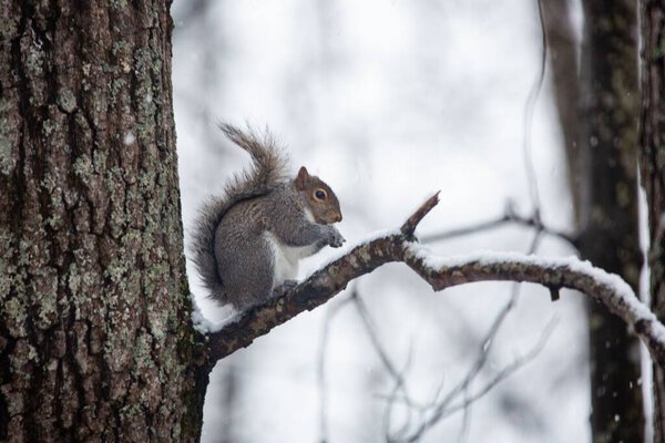 The close-up view of an Eastern gray squirrel standing on a branch of a tree on a snowy day