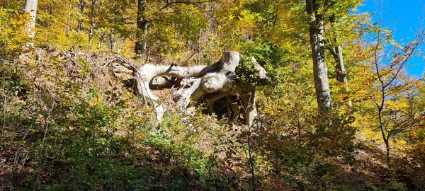 A giant tree root in the forest on a sunny day