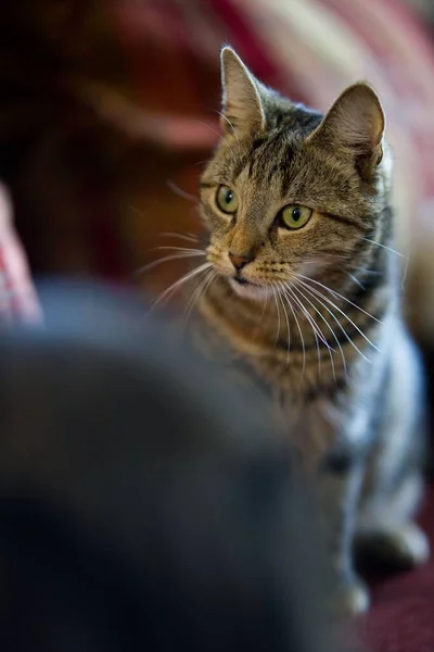 Вертикальный Снимок Очаровательной Полосатой Кошки — стоковое фото