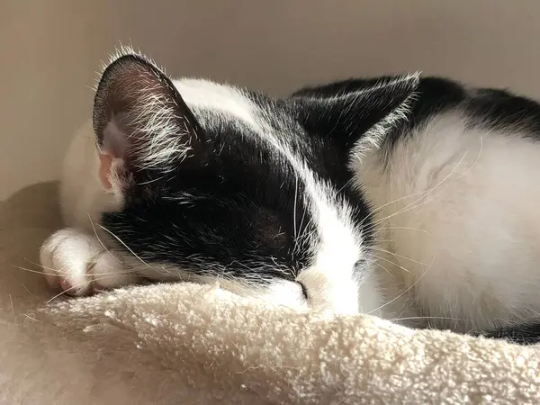 Portrét Černobílé Kočky Spící Pod Slunečním Světlem — Stock fotografie