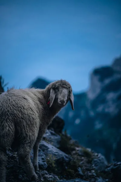 Vertikální Záběr Ovce Stojící Skále Hoře Zugspitze Během Modré Hodiny — Stock fotografie