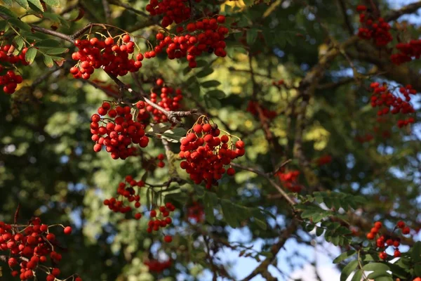 Tiro Ângulo Baixo Das Bagas Vermelhas Rowan Nos Galhos Árvore — Fotografia de Stock