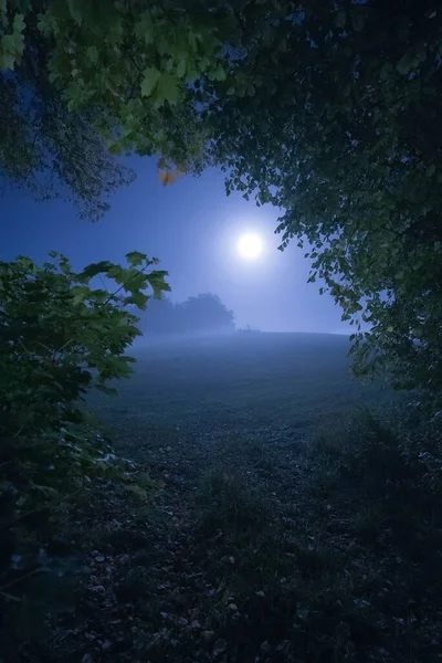 Das Helle Mondlicht Einem Hügel Mit Bäumen Ringsum — Stockfoto