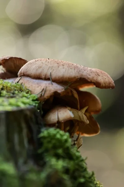 Vertical Macro Oyster Mushroom Pleurotus Ostreatus Forest Blurred Background — Stock Photo, Image
