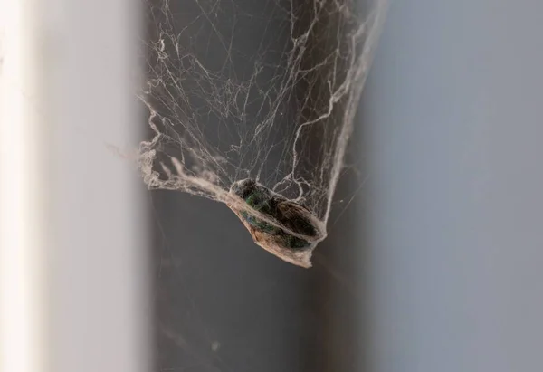 Sebuah Closeup Dari Lalat Tertangkap Dalam Web Pada Latar Belakang — Stok Foto