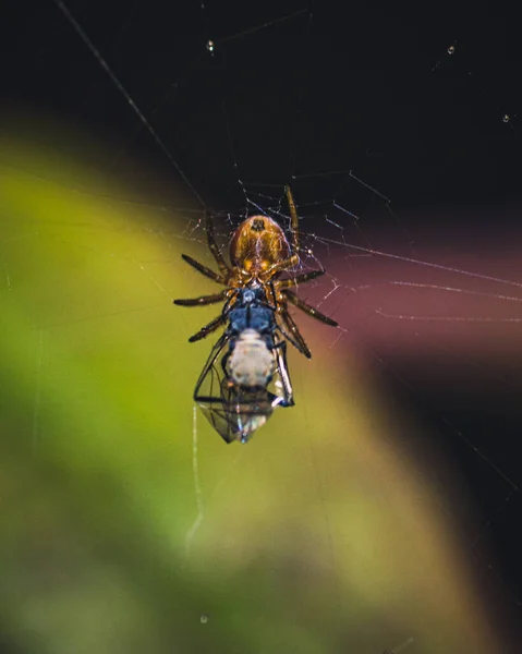 Vertikální Záběr Pavouka Nephilengys Pojídajícího Mouchu Pavučině — Stock fotografie