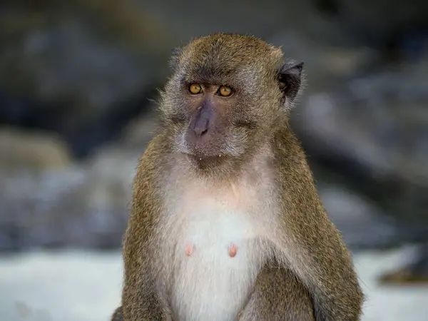 Lähikuva Villistä Apinasta Kadulla Kivien Ympäröimänä — kuvapankkivalokuva