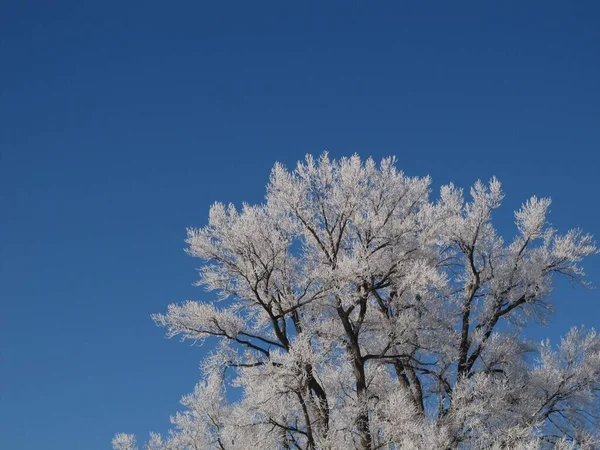 Niskokątny Strzał Zamarzniętego Drzewa Przeciw Błękitnemu Niebu — Zdjęcie stockowe