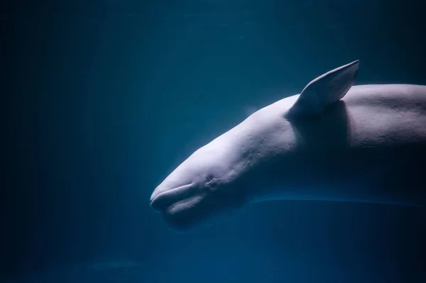 수족관에서 거꾸로 헤엄치고 벨루가 고래의 아름다운 — 스톡 사진