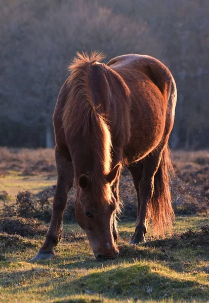 一只棕色的马在森林的草地上吃草时的垂直特写镜头 — 图库照片