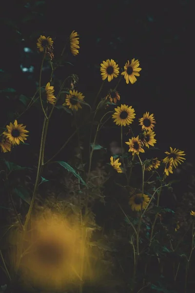 Een Verticaal Shot Van Zonnebloemen Bloeiende Tuin — Stockfoto