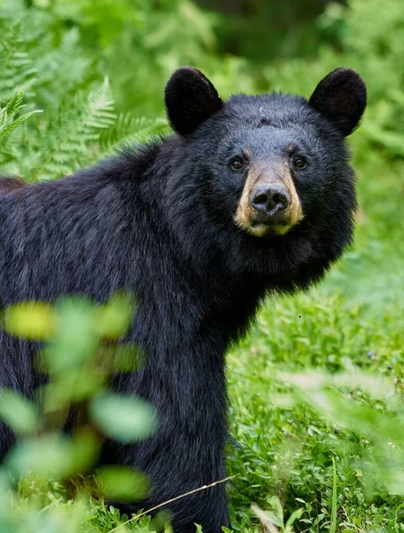 Вертикальный Снимок Американского Черного Медведя Стоящего Среди Зеленых Растений Лесу — стоковое фото