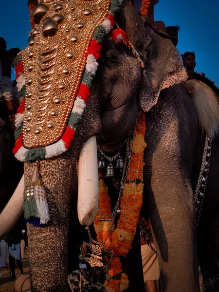 Vertikal Närbild Elefant Dekorerad Enlighet Med Indisk Tradition Med Smycken — Stockfoto