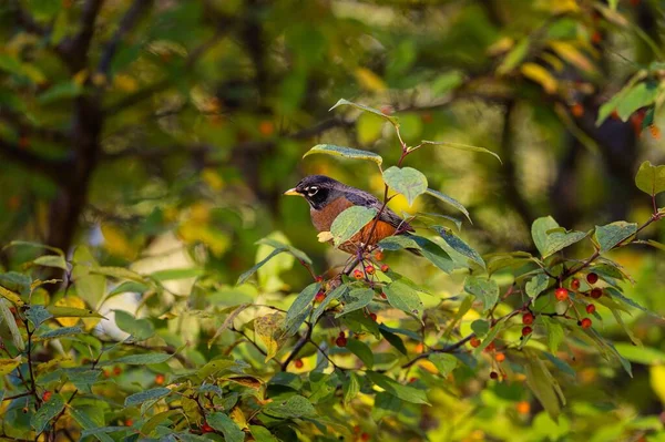美洲知更鸟 迁徙的知更鸟栖息在森林里一棵红色浆果树的细枝上 — 图库照片