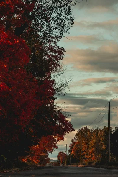 一条被秋天明亮的树叶环绕的路的垂直截图 — 图库照片